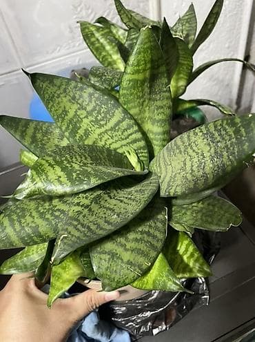 Сансевиерия (Sansevieria), компактный розеточный сорт с широкими at lalafo.kg Сансевиерия (Sansevieria), компактный розеточный сорт с широкими