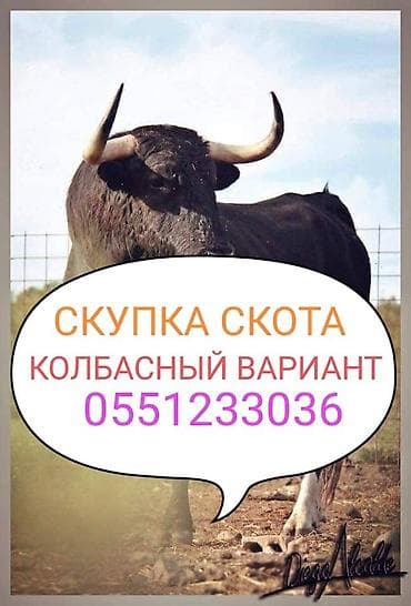Колбасный цех : Коровы, быки, Лошади, кони, | Круглосуточно, Любое состояние, Забитый at lalafo.kg Колбасный цех : Коровы, быки, Лошади, кони, | Круглосуточно, Любое состояние, Забитый