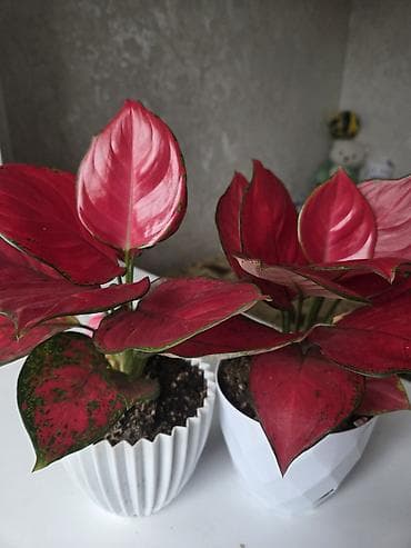 Комнатные растения в горшках. 1) Агронома (аглаонема) с декоративной at lalafo.kg Комнатные растения в горшках. 1) Агронома (аглаонема) с декоративной