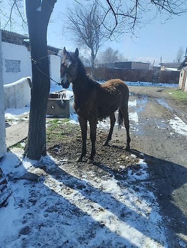 Продаю | Кобыла (самка) | Полукровка | Конный спорт | Мерин at lalafo.kg Продаю | Кобыла (самка) | Полукровка | Конный спорт | Мерин