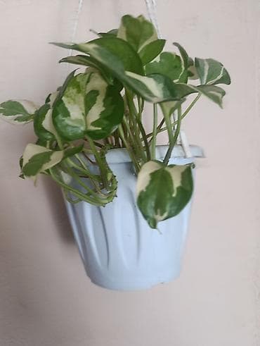 Эпипремнум - Разновидности: зелёно-пёстрые формы (золотистая и lalafo.kg да — 7 Эпипремнум - Разновидности: зелёно-пёстрые формы (золотистая и — 7