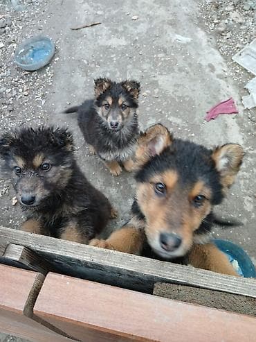 Щенки (помёт из 3 малышей), тип: дворовые/метисы пастушьих пород at lalafo.kg Щенки (помёт из 3 малышей), тип: дворовые/метисы пастушьих пород