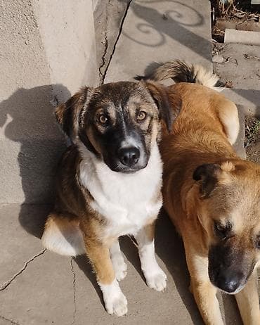 Собака даром: 5 месяцев, Самка, С прививкой at lalafo.kg Собака даром: 5 месяцев, Самка, С прививкой