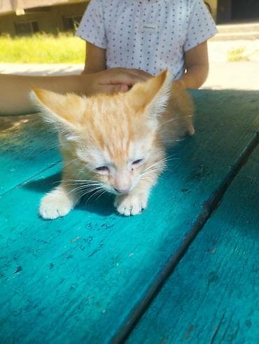 Рыжий котёнок - Окрас: рыжий табби с белыми отметинами на мордочке и at lalafo.kg Рыжий котёнок - Окрас: рыжий табби с белыми отметинами на мордочке и