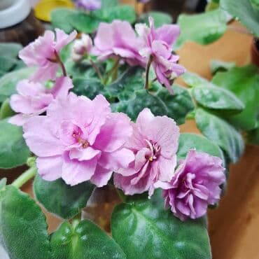 Цветущие фиалки сорта Арапаха, "Ах, Настасья!", спорт от at lalafo.kg Цветущие фиалки сорта Арапаха, "Ах, Настасья!", спорт от