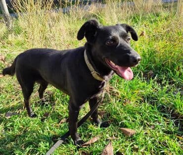 Собака даром: 3 года, Самка, С прививкой at lalafo.kg Собака даром: 3 года, Самка, С прививкой