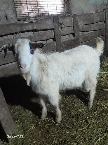 Продаю | Козёл (самец) | Для разведения | Осеменитель at lalafo.kg Продаю | Козёл (самец) | Для разведения | Осеменитель