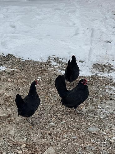 На продажу кур петух карликовая порода at lalafo.kg На продажу кур петух карликовая порода