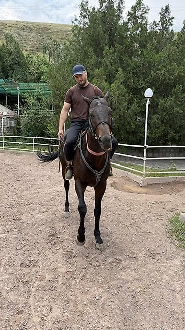 Продаю чистокровного жребца 4 года, привезен из Дагестана! Есть at lalafo.kg Продаю чистокровного жребца 4 года, привезен из Дагестана! Есть