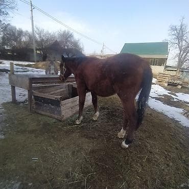 Продаю | Конь (самец), Жеребец | Рабочий at lalafo.kg Продаю | Конь (самец), Жеребец | Рабочий