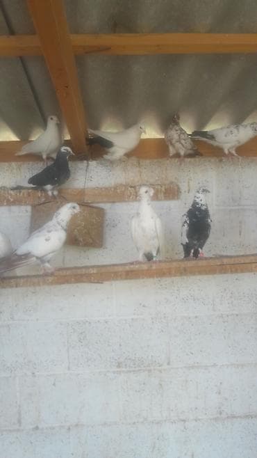 Голуби декоративные/лётные, разноокрашенные. Описание: - Породы и at lalafo.kg Голуби декоративные/лётные, разноокрашенные. Описание: - Породы и