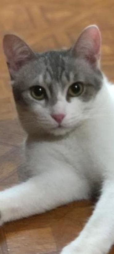 Кошка даром: Беспородная, 1 год, Мальчик, Кастрирована, Приучена к лотку, Проглистована at lalafo.kg Кошка даром: Беспородная, 1 год, Мальчик, Кастрирована, Приучена к лотку, Проглистована