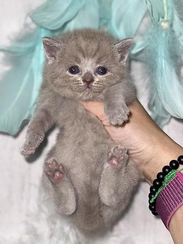 Британская короткошёрстная, 1 месяц, Девочка, Лиловый, Приучена к лотку, Проглистована at lalafo.kg Британская короткошёрстная, 1 месяц, Девочка, Лиловый, Приучена к лотку, Проглистована