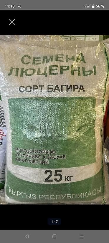 Семена люцерны, сорт Багира - Тип культуры: люцерна (многолетняя at lalafo.kg Семена люцерны, сорт Багира - Тип культуры: люцерна (многолетняя