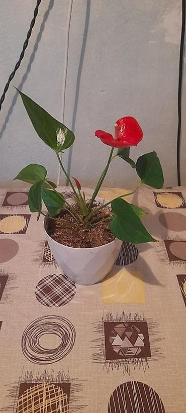 Антуриумдар: Антуриум красный (мужское счастье Комнатное растение подходит для lalafo.kg да — 2 Антуриумдар: Антуриум красный (мужское счастье Комнатное растение подходит для — 2