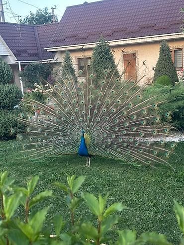 Павлин с ярким оперением хвоста. Самец павлина демонстрирует свой at lalafo.kg Павлин с ярким оперением хвоста. Самец павлина демонстрирует свой