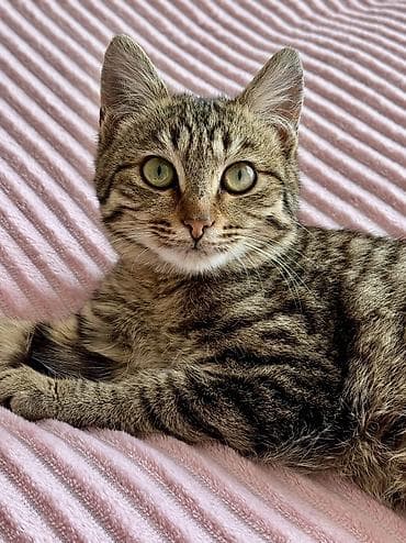 Кошка даром: Беспородная, 5 месяцев, Девочка at lalafo.kg Кошка даром: Беспородная, 5 месяцев, Девочка