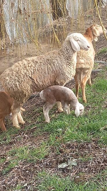 Продаю | Овца (самка) | Для разведения | Матка at lalafo.kg Продаю | Овца (самка) | Для разведения | Матка