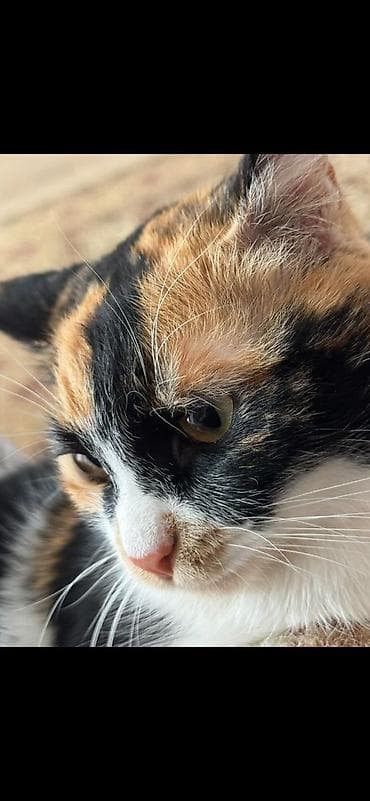 Отдам даром. Пристраивается прекрасная девочка. Трехцветка at lalafo.kg Отдам даром. Пристраивается прекрасная девочка. Трехцветка