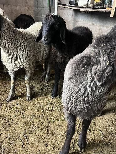 Продаю | Овца (самка) | Полукровка | Для разведения | Ярка at lalafo.kg Продаю | Овца (самка) | Полукровка | Для разведения | Ярка