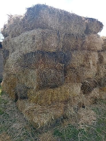 Арпа саман сатылат 100 сом - Тип: ячмень солома, прессованные at lalafo.kg Арпа саман сатылат 100 сом - Тип: ячмень солома, прессованные