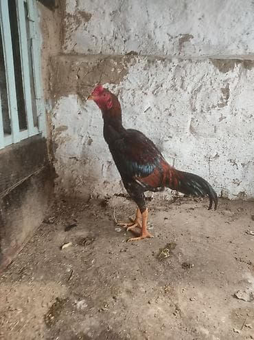Продаю | Петух | Бойцовая | Для боев at lalafo.kg Продаю | Петух | Бойцовая | Для боев