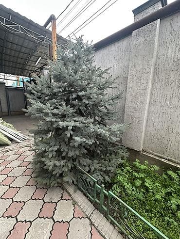 🌲 Продаю тяньшаньскую ель (2 шт)🌲 Высота примерно 2,5 метра at lalafo.kg 🌲 Продаю тяньшаньскую ель (2 шт)🌲 Высота примерно 2,5 метра