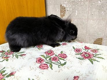 Декоративные пушистый кролики. Особенности: - компактный размер at lalafo.kg — 6 Декоративные пушистый кролики. Особенности: - компактный размер — 6