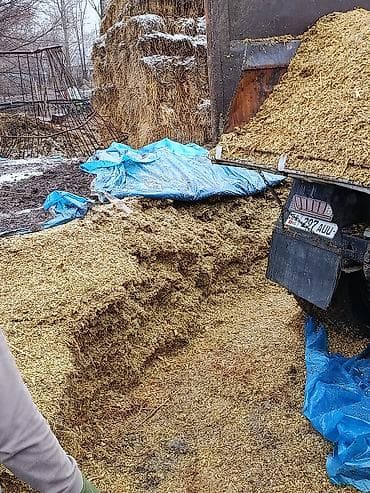 Кукурузный силос - Свежеизмельчённая кукурузная масса, уплотнённая и at lalafo.kg Кукурузный силос - Свежеизмельчённая кукурузная масса, уплотнённая и