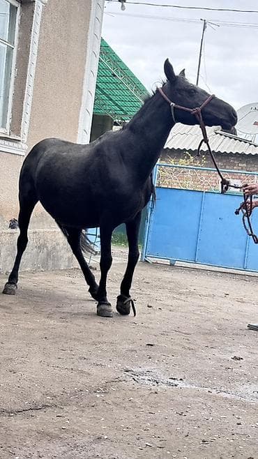 Продаю | Кобыла (самка) | Рабочий at lalafo.kg Продаю | Кобыла (самка) | Рабочий