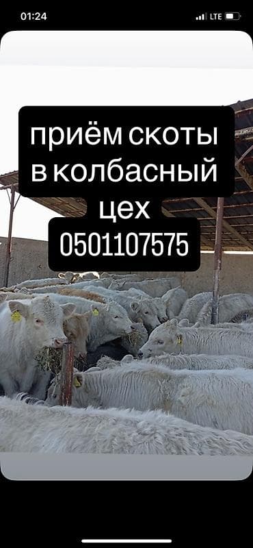 Колбасный цех : Коровы, быки, | На забой, на мясо at lalafo.kg Колбасный цех : Коровы, быки, | На забой, на мясо