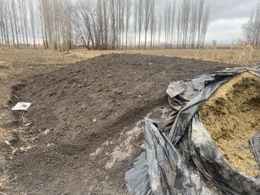 Кукурузный силос - Кормовая яма под плёнкой, из цельной кукурузы at lalafo.kg Кукурузный силос - Кормовая яма под плёнкой, из цельной кукурузы