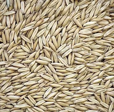 Бишкек ОВЕС (ТОЛЬКО ОПТОМ) ОТ 15 тонн и выше Зерно овса at lalafo.kg Бишкек ОВЕС (ТОЛЬКО ОПТОМ) ОТ 15 тонн и выше Зерно овса