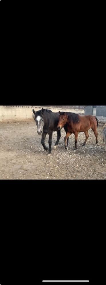 Продаю | Кобыла (самка) | Полукровка | Для разведения, Рабочий, Конный спорт at lalafo.kg Продаю | Кобыла (самка) | Полукровка | Для разведения, Рабочий, Конный спорт