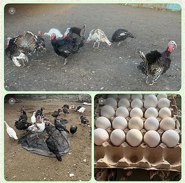 Индюшиный яйца домашний свежие в наличии 25 штук ( продаем свежие at lalafo.kg Индюшиный яйца домашний свежие в наличии 25 штук ( продаем свежие