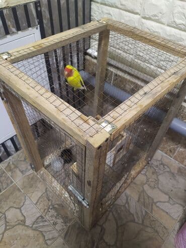 Продаю неразлучника.СРОЧНО ПЖ Птица здорова, активная, хорошо ест at lalafo.kg Продаю неразлучника.СРОЧНО ПЖ Птица здорова, активная, хорошо ест