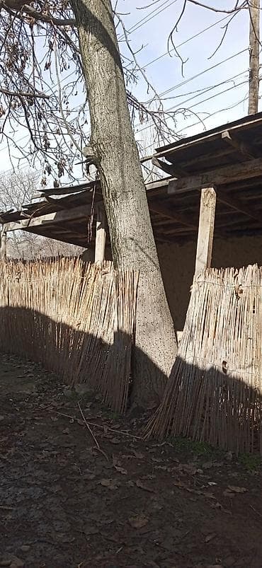 Жаңгак at lalafo.kg Жаңгак