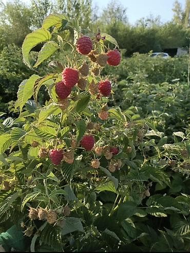 Малина ремонтантная (саженцы) - Крупноплодные кисти с ярко‑красными at lalafo.kg Малина ремонтантная (саженцы) - Крупноплодные кисти с ярко‑красными
