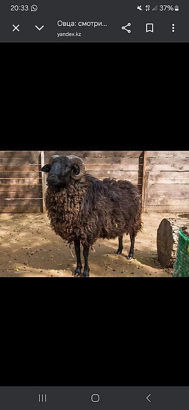 Продаю | Баран (самец) | Для разведения | Племенные at lalafo.kg Продаю | Баран (самец) | Для разведения | Племенные
