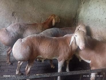 Продаю | Баран (самец) | Для разведения at lalafo.kg Продаю | Баран (самец) | Для разведения
