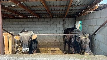 Продаю | Бык (самец) | Швицкая | Для разведения at lalafo.kg Продаю | Бык (самец) | Швицкая | Для разведения