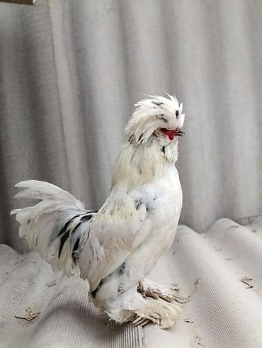 Продаю | Петух | Для разведения at lalafo.kg Продаю | Петух | Для разведения