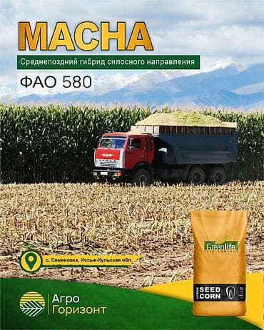 В наличии семена кукурузы силосного направления: - MACHA (ФАО 580) at lalafo.kg В наличии семена кукурузы силосного направления: - MACHA (ФАО 580)
