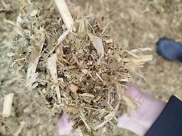 20 тоон погрузкой Кукурузный силос (рубленая масса) - Корм для КРС at lalafo.kg 20 тоон погрузкой Кукурузный силос (рубленая масса) - Корм для КРС