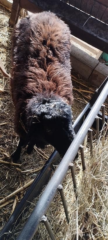 Продаю | Овца (самка) | Для разведения at lalafo.kg Продаю | Овца (самка) | Для разведения