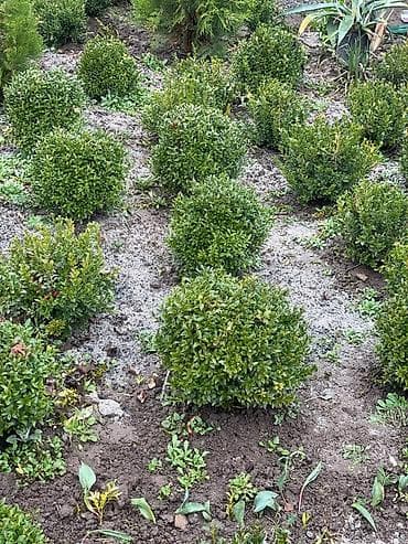 Шамситтер 2000 ш/т оптом 1500 Ёлеа 3000 Жана Арчалар бар at lalafo.kg Шамситтер 2000 ш/т оптом 1500 Ёлеа 3000 Жана Арчалар бар