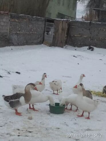 Гуси прошлого года очень крупные несутся яйца at lalafo.kg Гуси прошлого года очень крупные несутся яйца