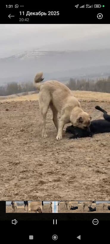 Кангал 7. айлык эркек баасы. 30000 як 1. жаш эркек баасы 5000 at lalafo.kg Кангал 7. айлык эркек баасы. 30000 як 1. жаш эркек баасы 5000