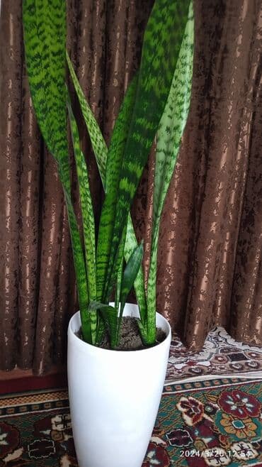 Сансевиерия очень красивая. 900 сом.Бугунвелия 1800 сом .Для дома и at lalafo.kg Сансевиерия очень красивая. 900 сом.Бугунвелия 1800 сом .Для дома и