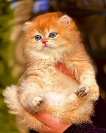 Продаются котята Британской породы Эксклюзив в Кыргызстане ДОРОГО at lalafo.kg Продаются котята Британской породы Эксклюзив в Кыргызстане ДОРОГО